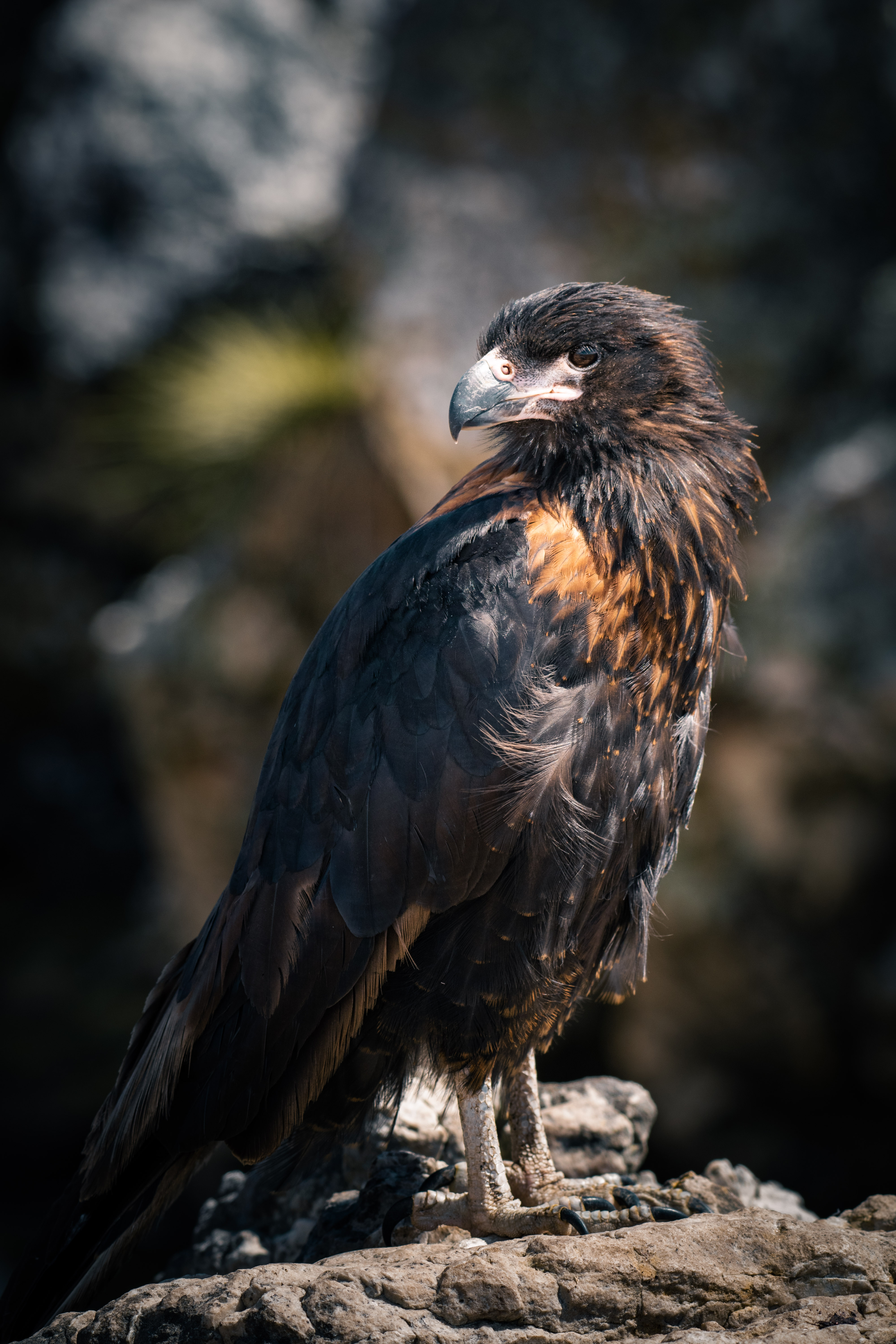 Strained Caracara, photographed at Sea Lion Island 